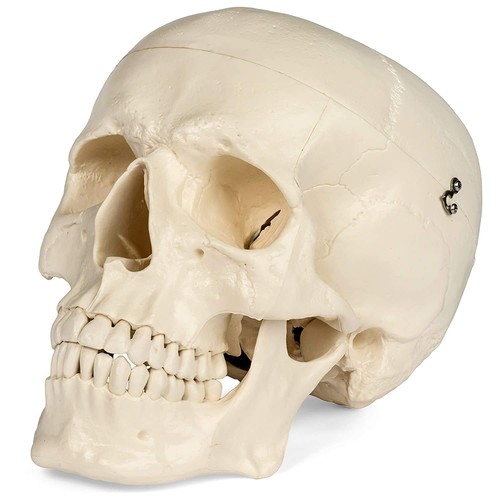 Medical anatomical skull - skull, model