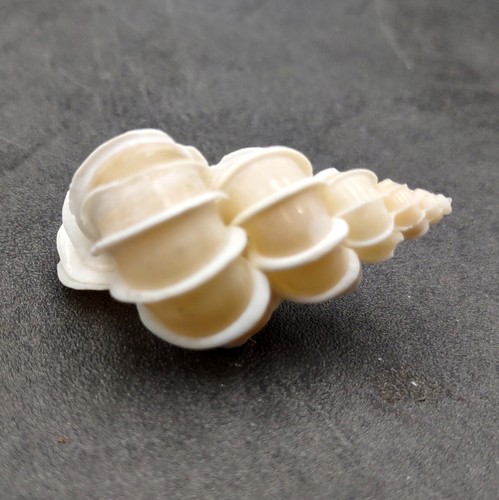 Precious wentletrap seashell - precious,