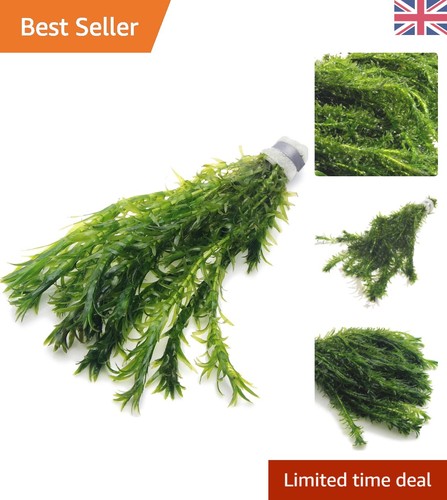Natural aquatic plant elodea - aquatic,
