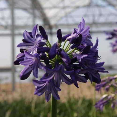 Agapanthus northern star - agapanthus, 3