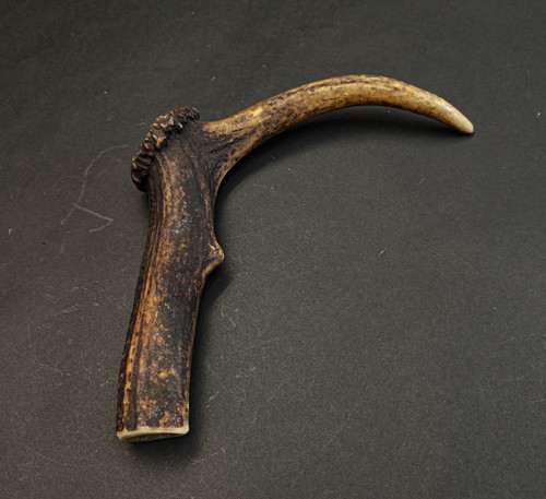 Beautiful deer antler horn - beautiful,