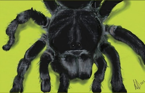 Black brazilian tarantula - brazilian,
