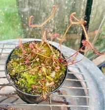 2 x Sarracenia leucophylla
