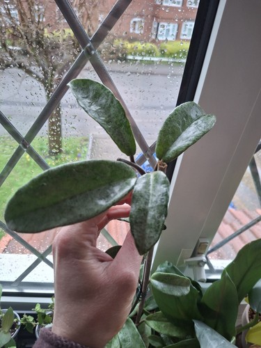 Hoya carnosa grey ghots - hoya,