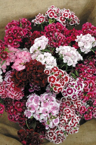 Sweet william auricula - sweet,
