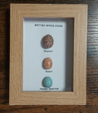 British Birds Eggs Collection