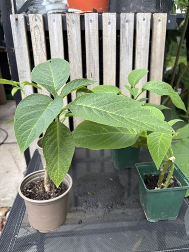 Brugmansia suaveolens pink - brugmansia,