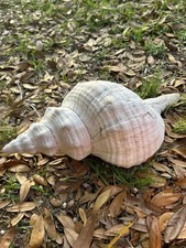 Giant Florida Horse Conch