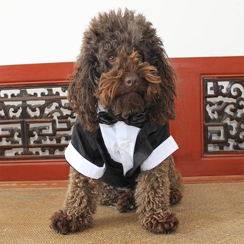 Tuxedo for dogs with bow - dogs,