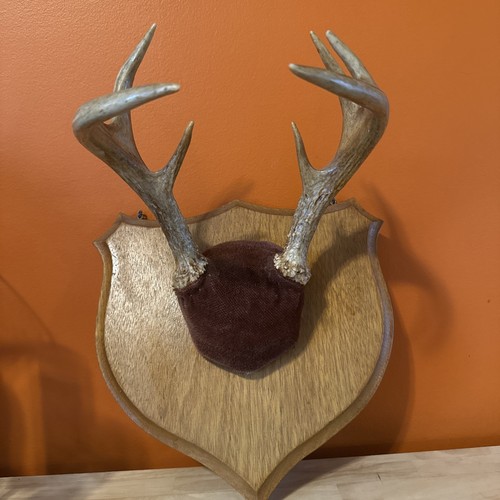 Vintage mounted deer antlers - vintage,