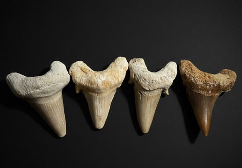 Otodus shark teeth fossil - otodus, fossil–