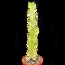 Extra large Euphorbia Ingens