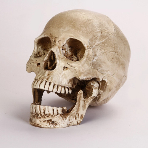 Lifesize realistic human skull - lifesize,