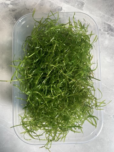 Guppy grass najas - guppy,