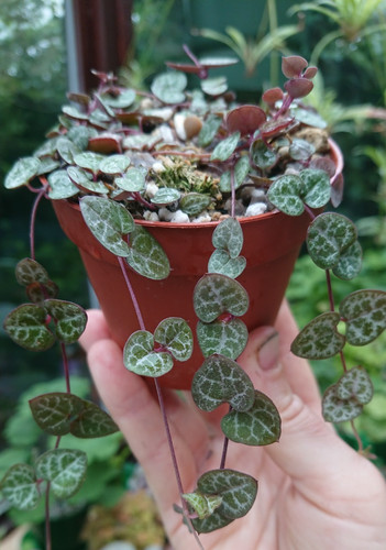 Ceropegia woodii string - |,