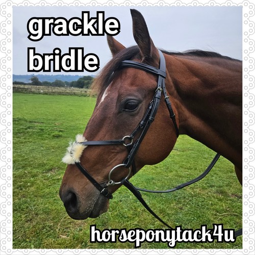 Mexican grackle leather - grackle,