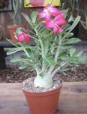 200 Desert Rose seeds Adenium Obesum  Mixed Colors House Flower Plant Seeds UK