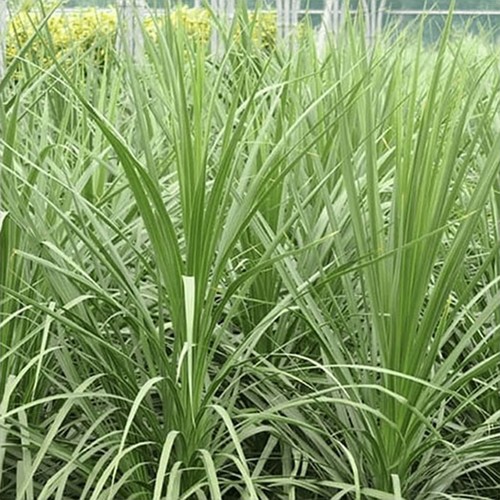 Cordyline australis cabbage - cordyline,