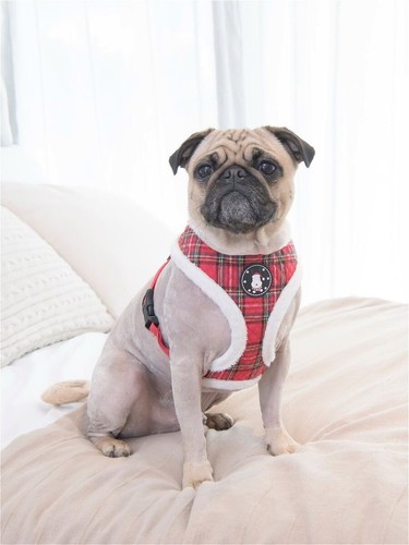 Puppia blitzen christmas - puppia,