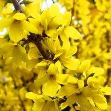 1 X FORSYTHIA INTERMDIA NIMBUS YELLOW SHRUB HARDY GREEN FOILAGE PLANT IN POT