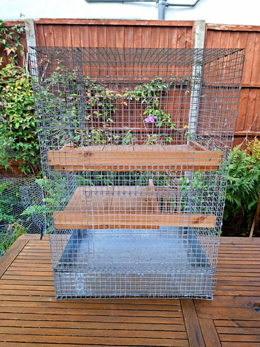 Large degu chinchilla savic - large, degu/chinchilla/savic