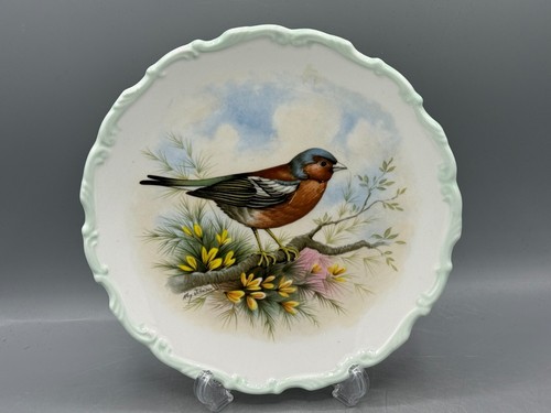 Royal albert chaffinch - albert,