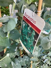 Eucalyptus (1 Metre Height)