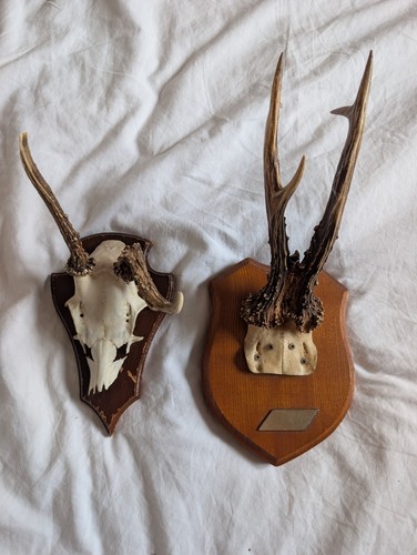 Taxidermy deer antler - taxidermy, skull