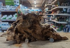 Derwen Oak Bogwood 28-65cm