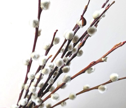 Dried pussy willow - dried, stems