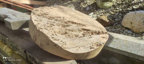 Large burr elm - large,