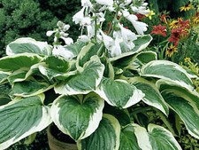 Hosta Diana Remembered ( 2 lt Plants Sent Out Ex Pots)