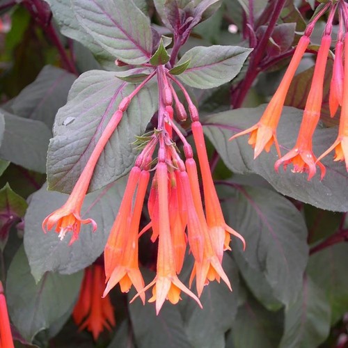 Fuchsia thalia flowering - fuchsia,