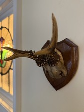 Taxidermy Roe Deer Trophy