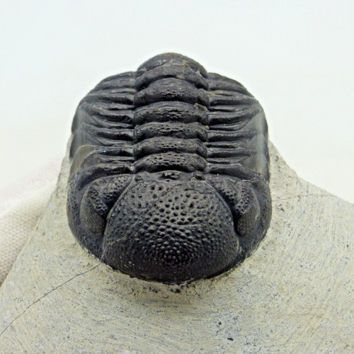Fossil trilobite boeckops - fossil,