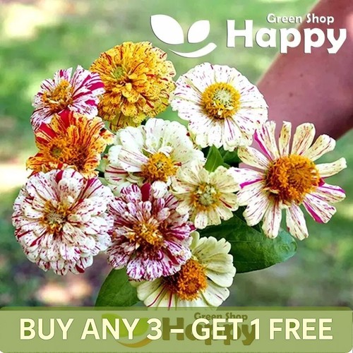 Zinnia dahlia peppermint mix - peppermint,