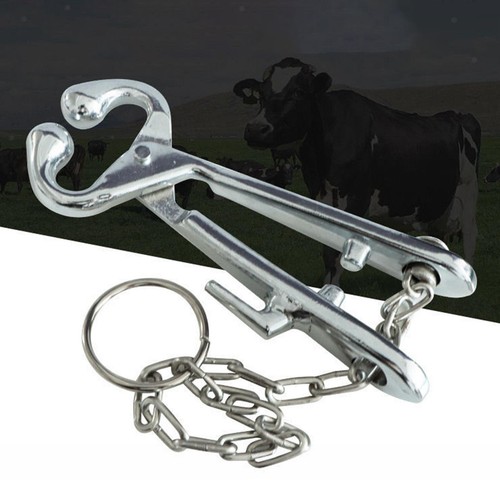 Cattle nose rings - nose,