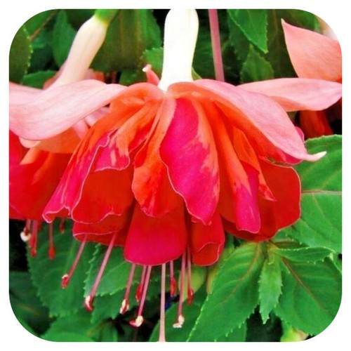 Fuchsia giant flowering - giant,