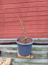 Acer palmatum  Mikawa