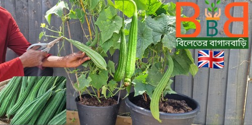 Ridge gourd seed - gourd,