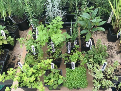 Mixed herb plants 7cm - in, pots