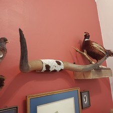 Mounted Bull/Cow Horns Bound