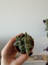 Delosperma 'Pickle Plant'