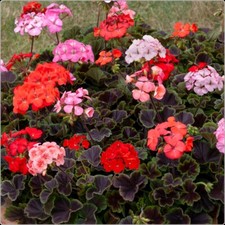 Geranium F1 Horizon Shadow mix