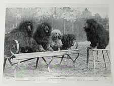 STANDARD POODLE DOG BREED -