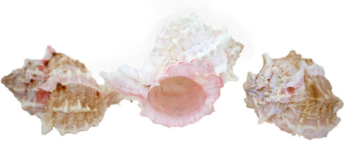 Shell piece pink murex - piece,,