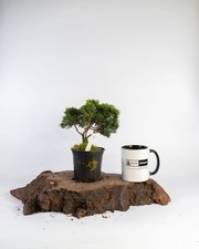 Hinoki Cypress Bonsai Tree