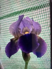 2 x Iris Germanica Heritage
