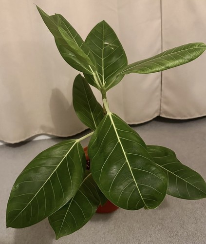 Ficus altissima 15cm - ficus,