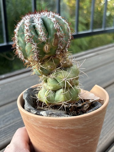 Melocactus mantanzanus - melocactus,